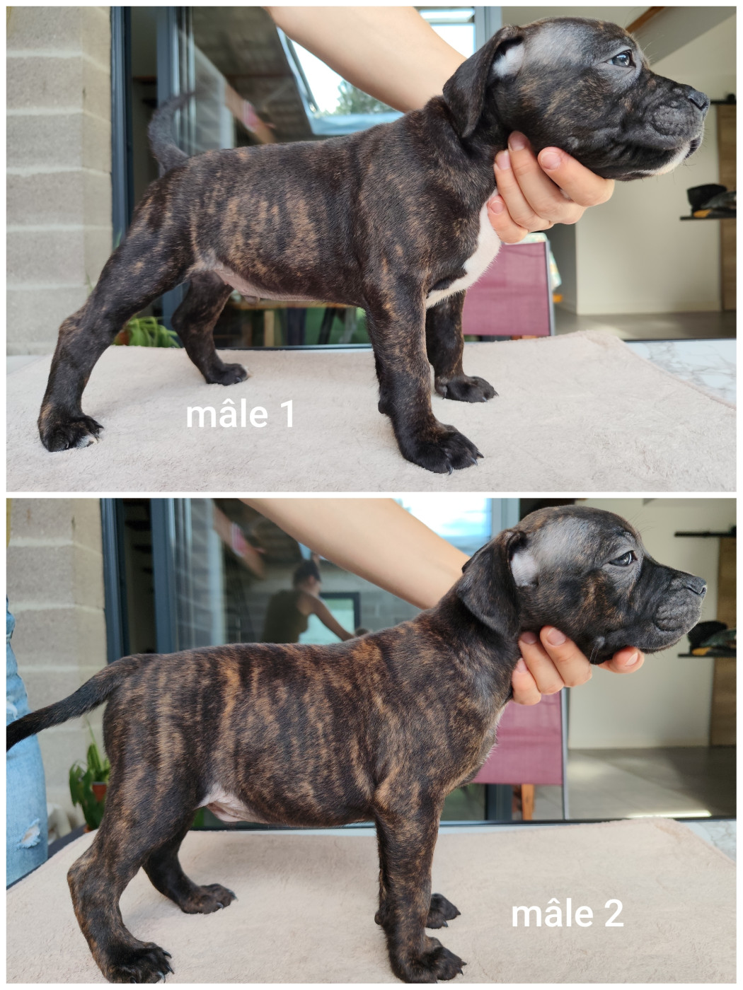 Chiot Staffordshire Bull Terrier Ratpack Crew