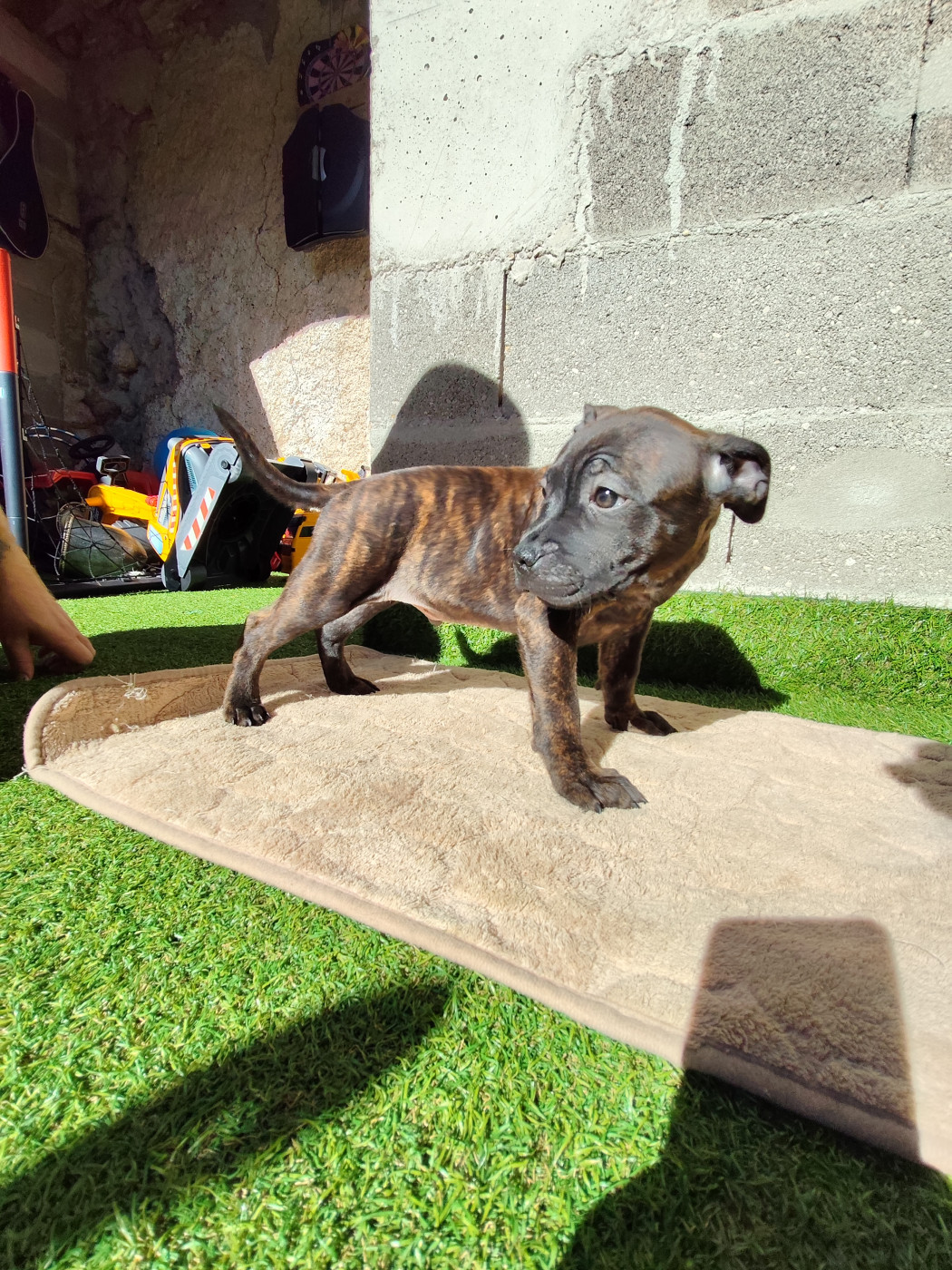 Ratpack Crew - Chiots disponibles - Staffordshire Bull Terrier