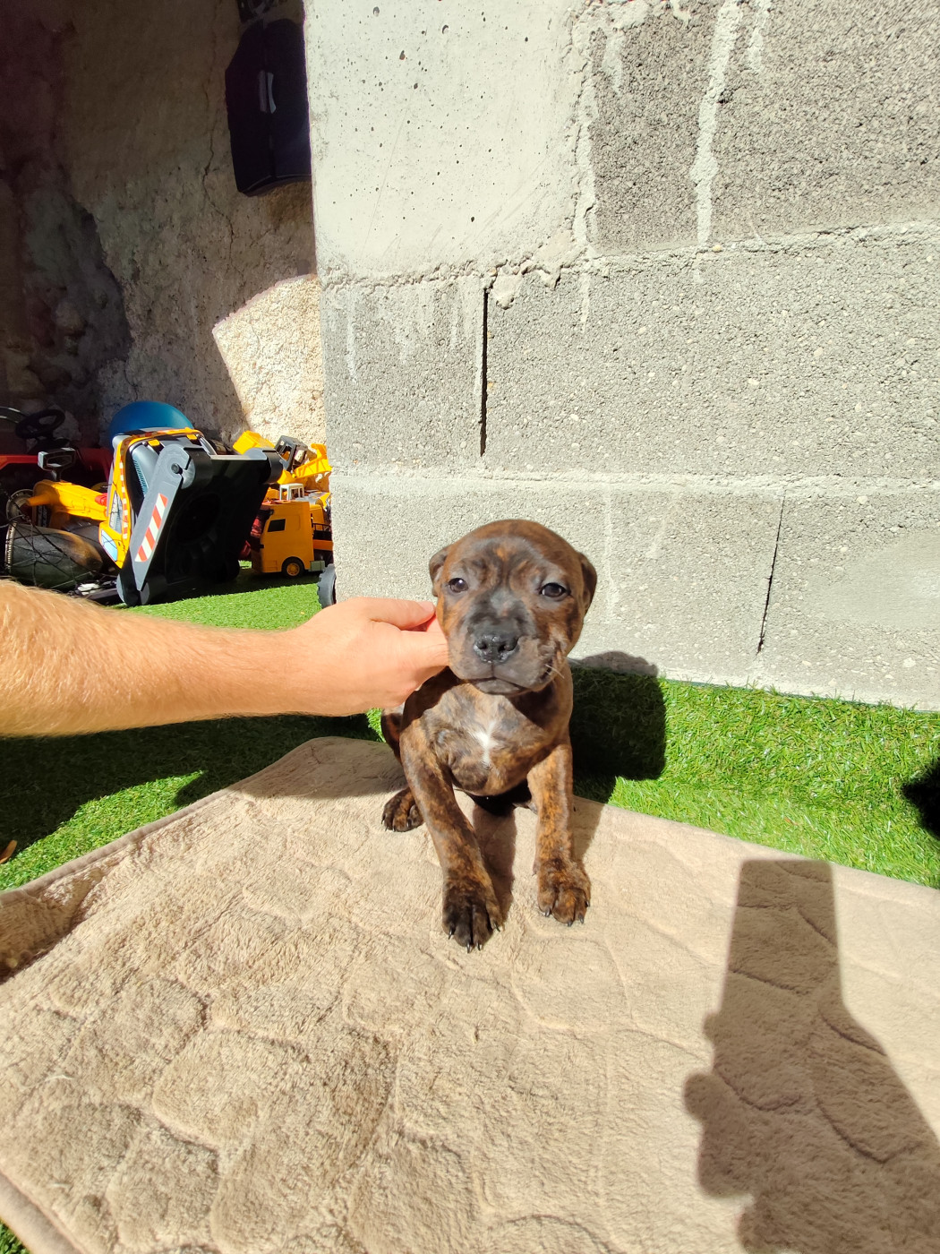 Ratpack Crew - Chiots disponibles - Staffordshire Bull Terrier