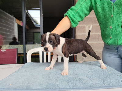 Chiot N°5